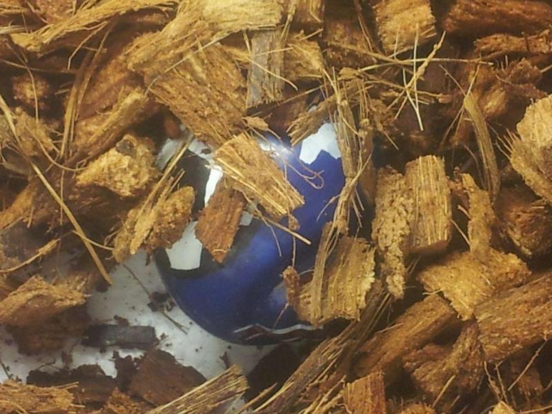 사실 밖에 나와줘서 나온 사진이 이거뿐이야 교감도 이걸로 받음 나는 기껏해야 애들이 돌아다닌다 아니다 약해보인다 아니다 색깔이나 크기 정도밖에 보기 때문에 애니멀커뮤니케이터분의