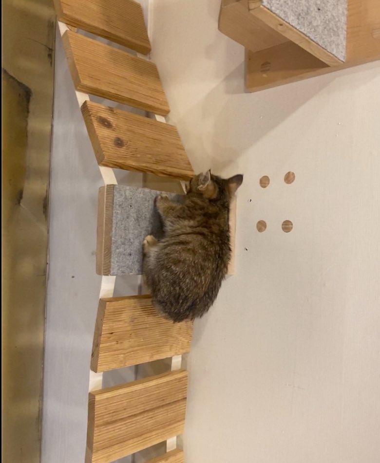 복복숭이