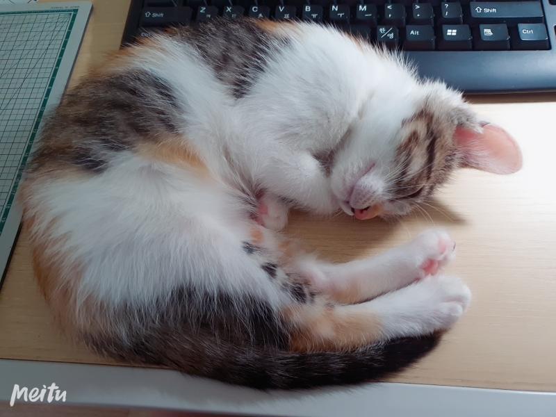 고양이 최고야