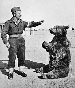 세계 대전 당시 폴란드 편에서 싸웠던 곰이 있다 이름은 보이텍 Wojtek 병과는 탄약병이다 kg 야포 탄약을 옮기는 일을 했는데 한번도 실수한 적이 없는 베테랑이다 여담으로