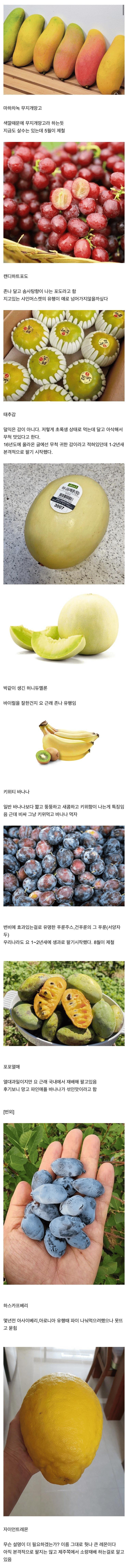년간 새로 나온 과일들