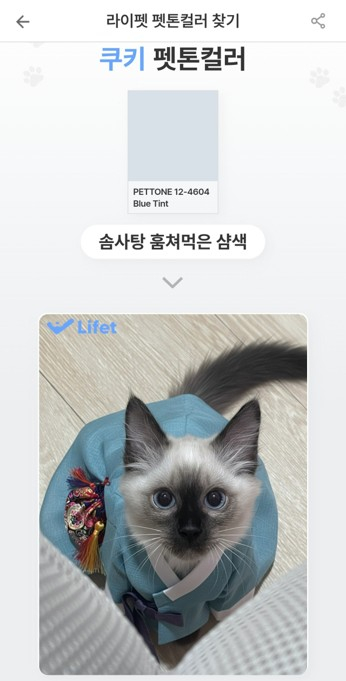 일단 모두들 새해 많이 받아 평소에 하나 입히려면 발광을 하셔서 ai 도움으로 입혀봤어 진짜 너무 귀여워 숨을 없어 원본 사진 찍는 것도 진짜 힘들었어 샴이고 캣초딩 시기라 진짜