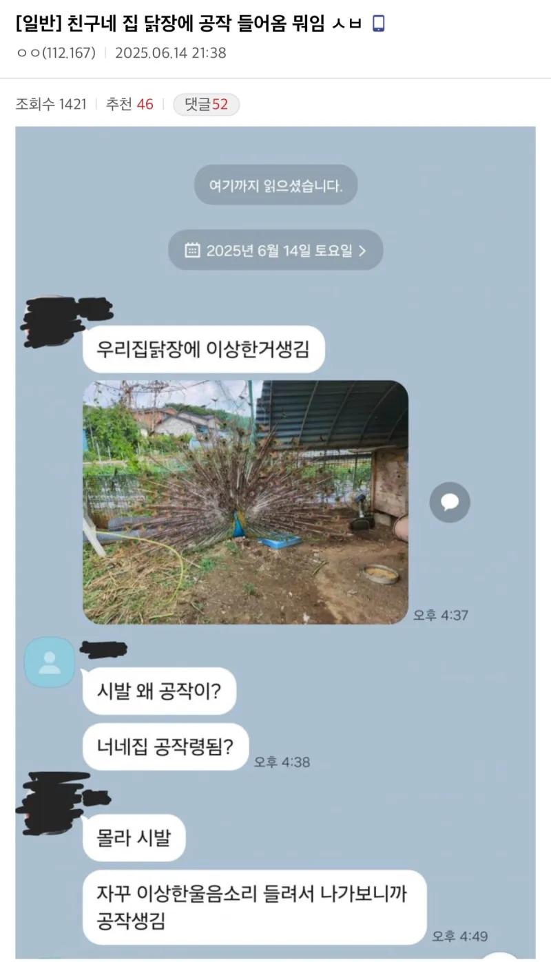 친구네 닭장에 공작이 들어옴