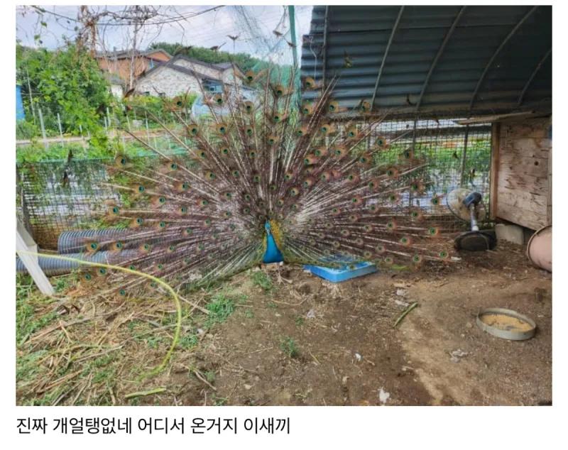 친구네 닭장에 공작이 들어옴