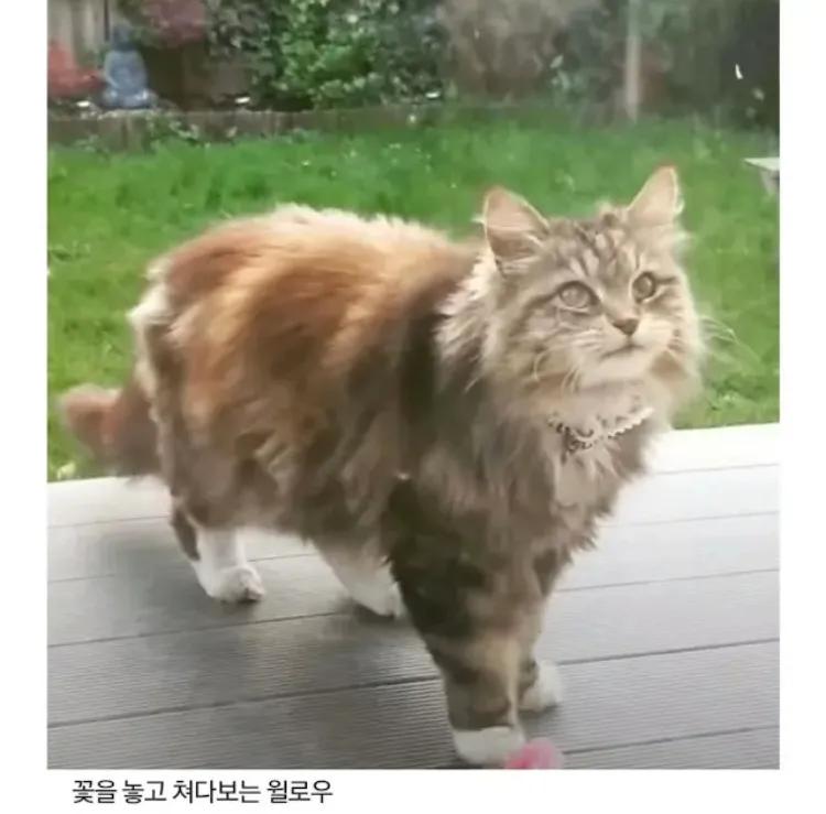 은혜 갚는 고양이