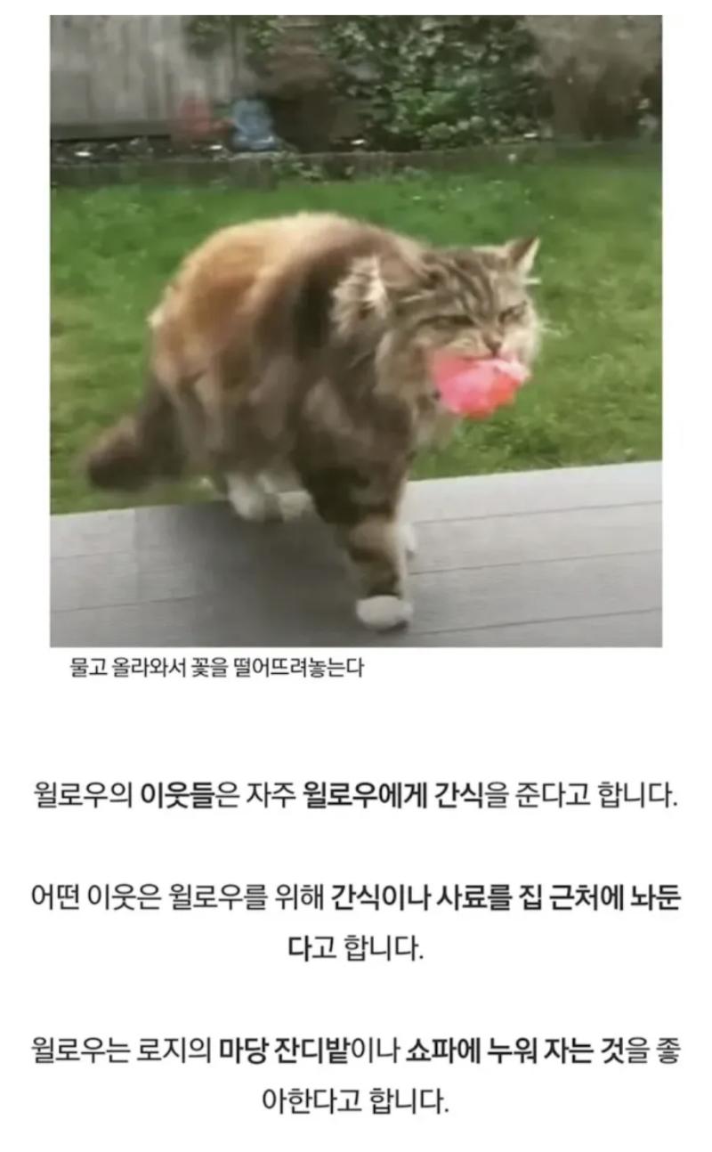 은혜 갚는 고양이