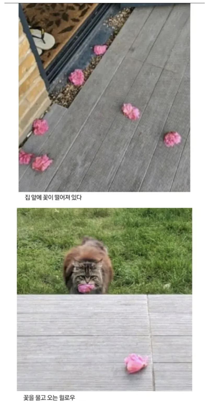 은혜 갚는 고양이