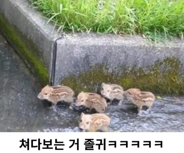 도심에 나타난 다섯 마리 맹수
