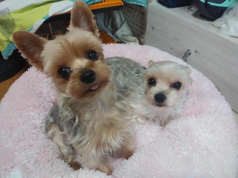 우리 뽀미랑 뽀송이도 그려줄 있을까 스레주 그림 너무 예쁘다