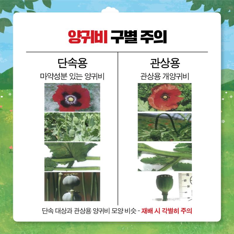 마약 양귀비와 관상용 양귀비의 차이점 출저 해양경찰청 이걸 알아봤자 쓸데없을 같지만 야생양귀비도 많대 일본 연예인이 올린 사진이 마약 양귀비라 경찰 만난 일도 있어