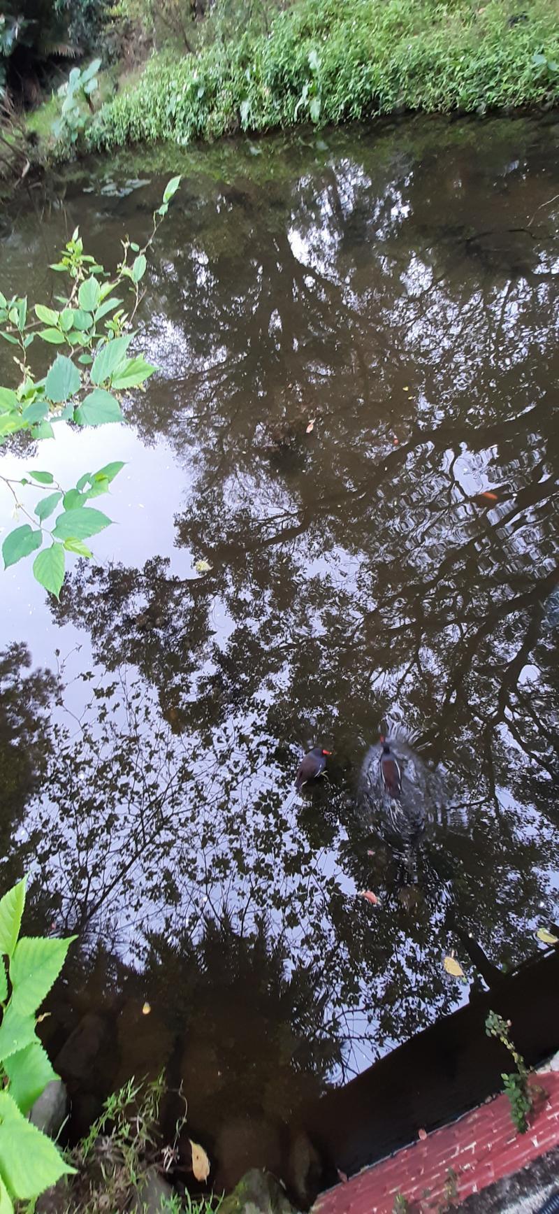 물이 너무 맑아서 원앙이 물위에 떠있는게 아니라 나무위를걷는것 처럼 너무이뻐 찍은사진