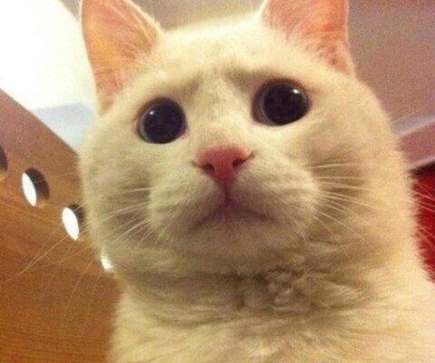 그리고 이건 고양이