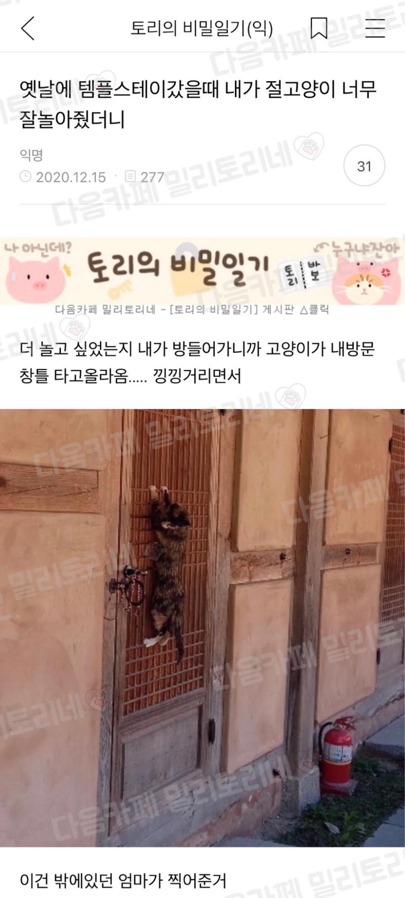 템플스테이에서 절냥이와 너무 놀아준 사람