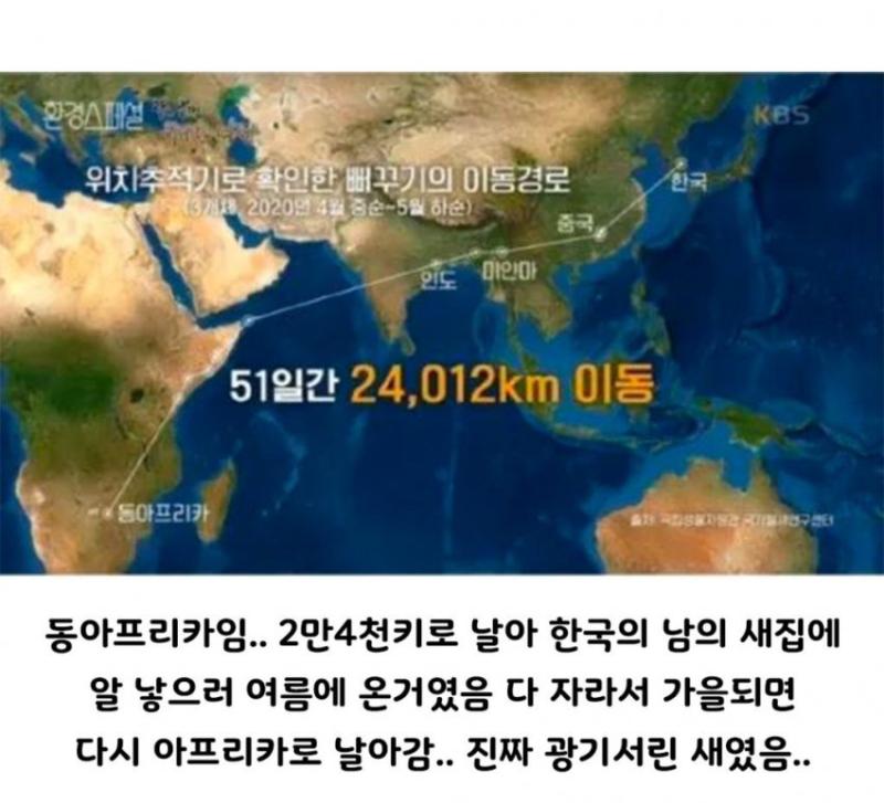 생각보다 광기어린 새였던 뻐꾸기