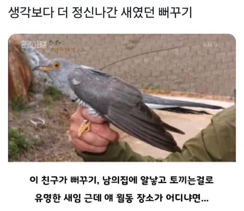 생각보다 광기어린 새였던 뻐꾸기