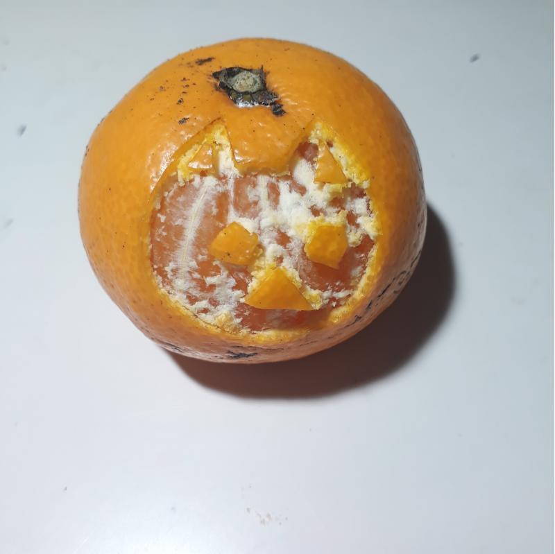 고양이 해봤엉