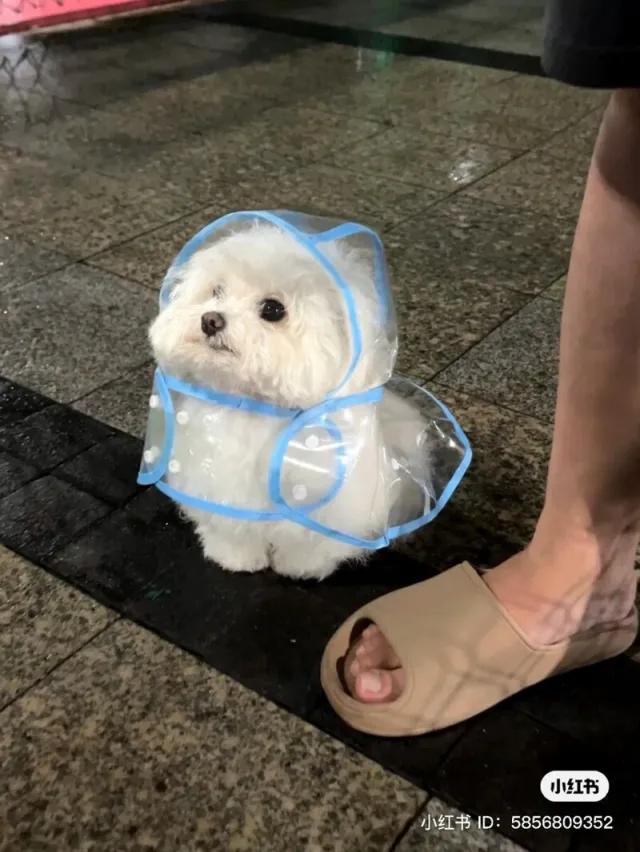 우비를 입은 강아지 모음
