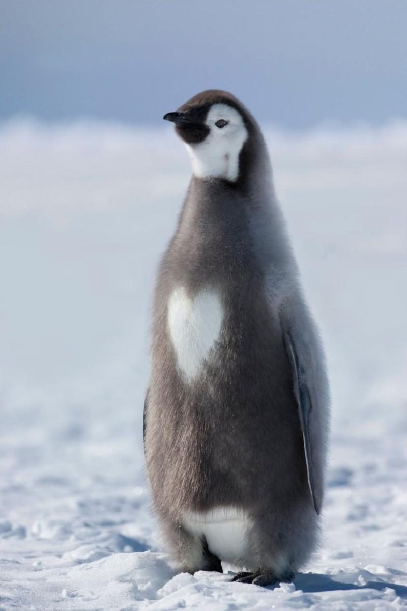 original_penguin-arctic-antarctica-3.jpg
