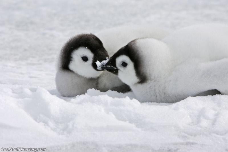original_penguin-arctic-antarctica-3.jpg
